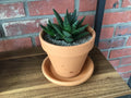 Gasteraloe 'Flow'