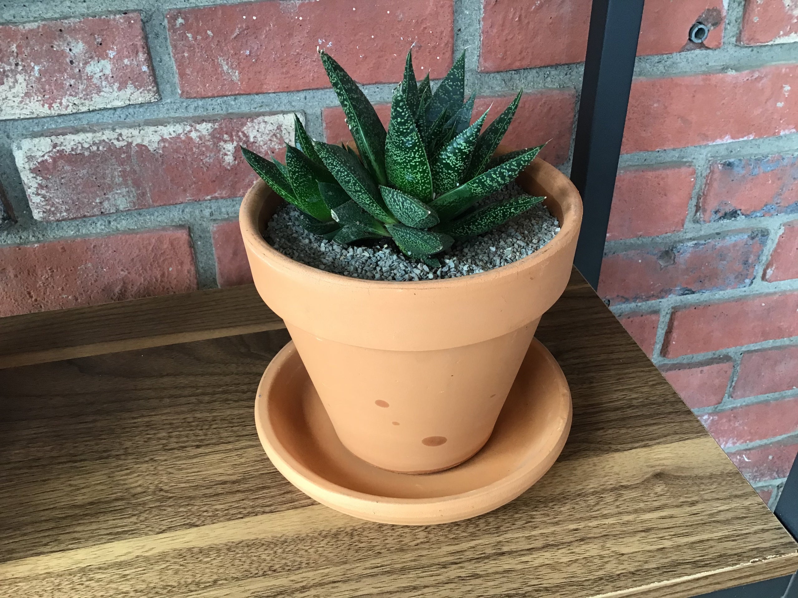 Gasteraloe 'Flow'