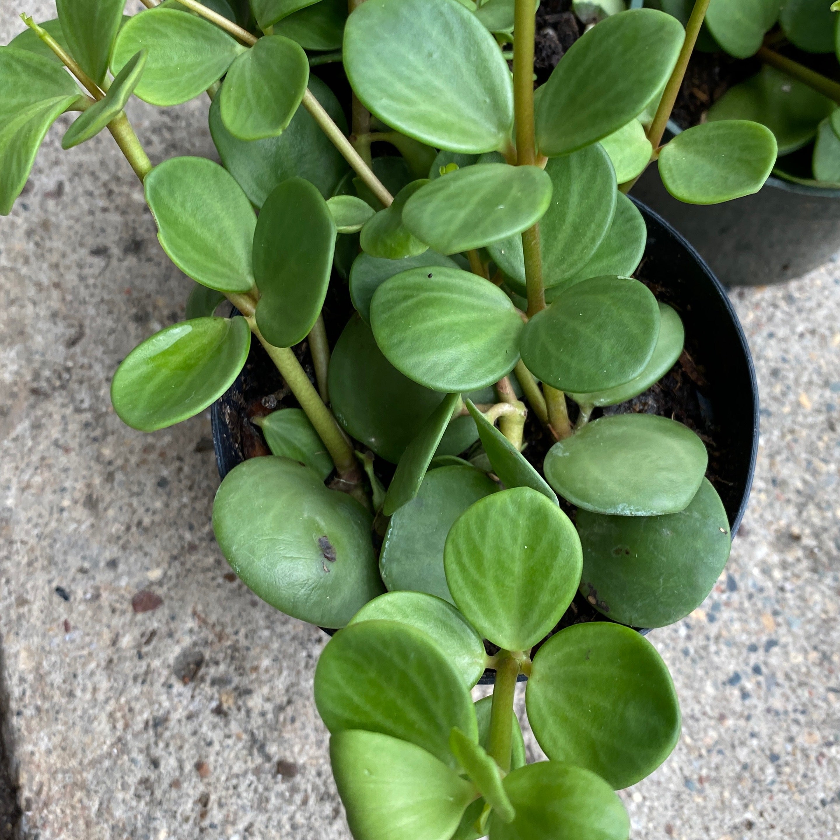 Peperomia Ferreyrae 'Hope'