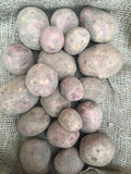 Dark Red Norland