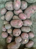 Red Prairie Organic Seed Potato