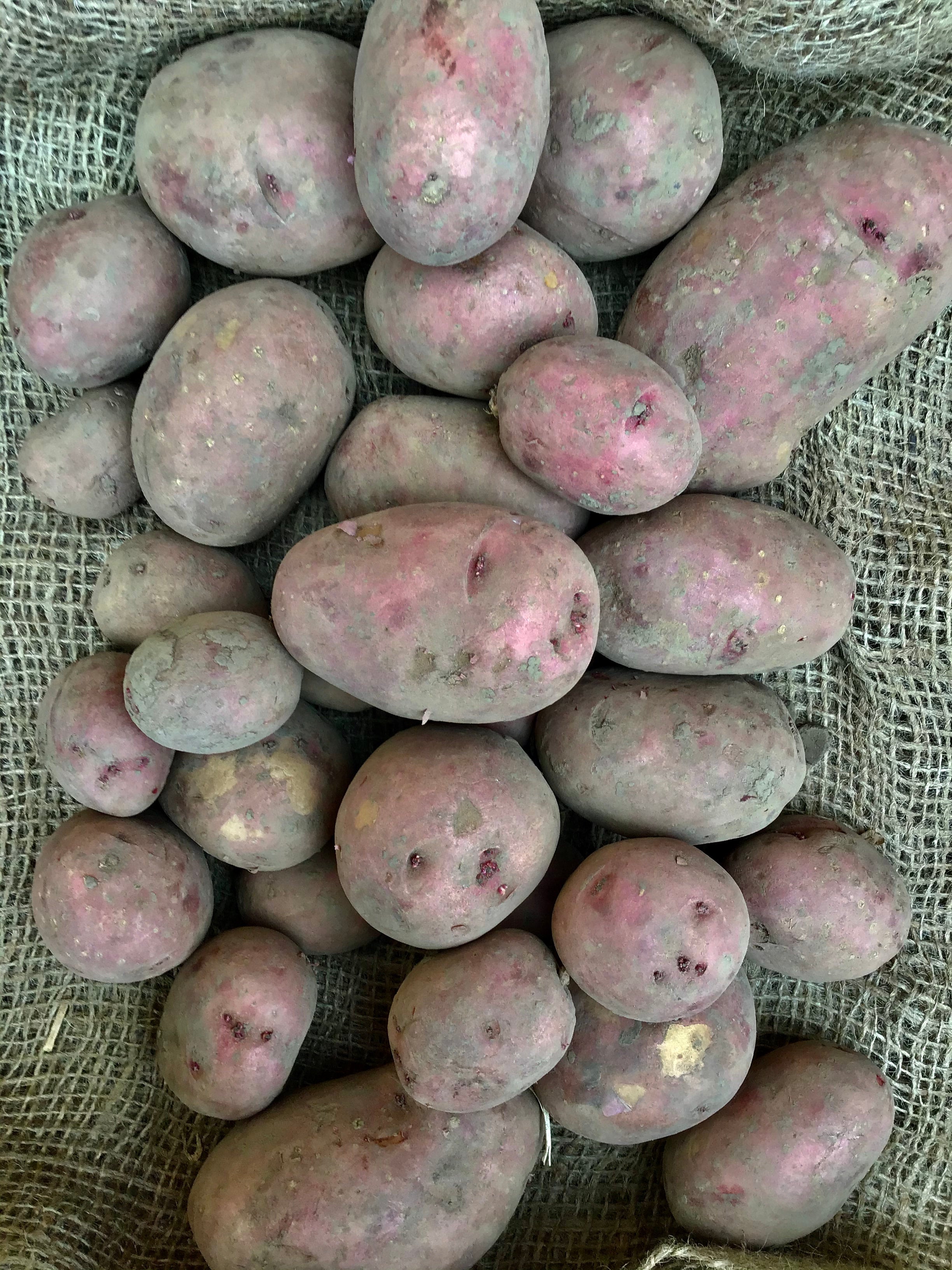 Red Prairie Organic Seed Potato