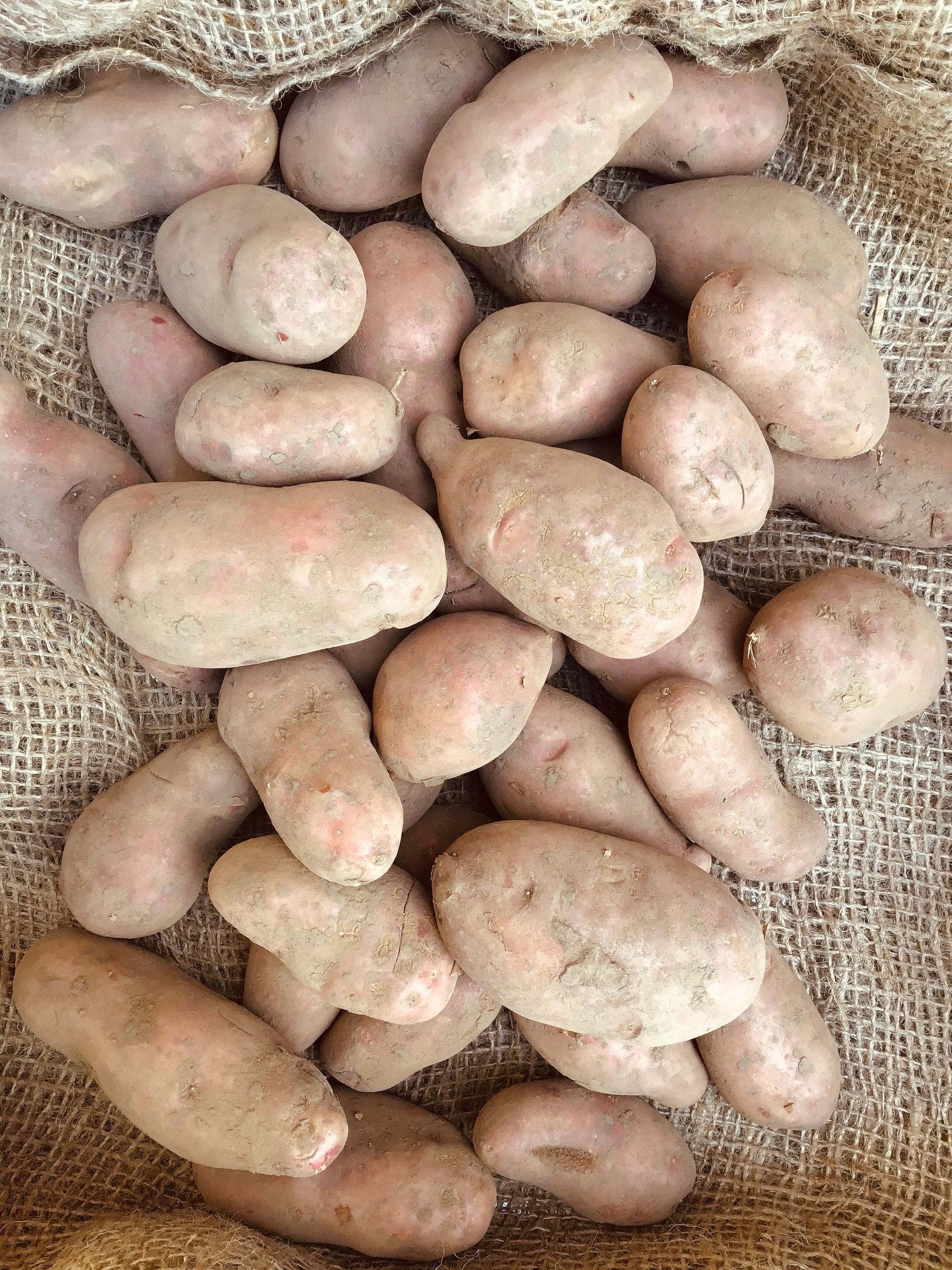French Fingerling Organic Seed Potato