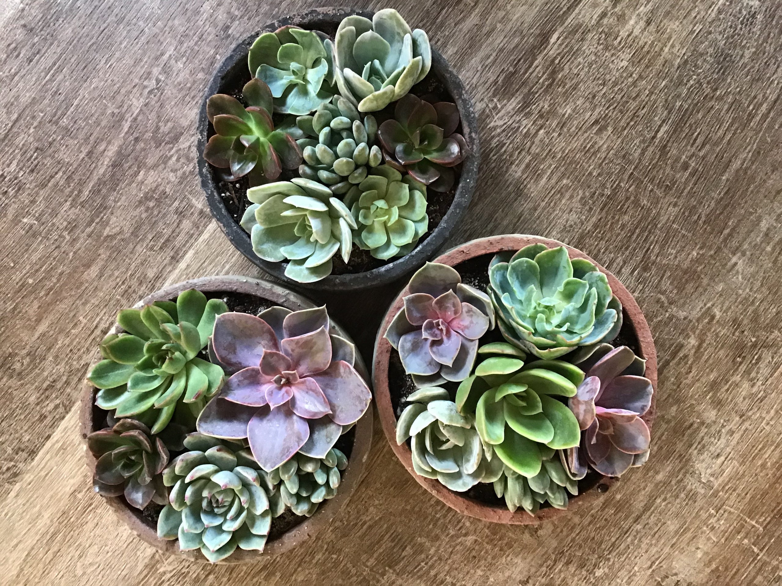 Succulent Garden
