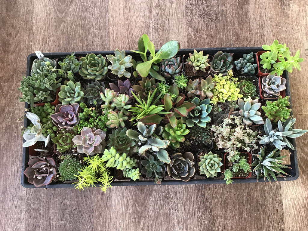 Succulents - Indoor Succulents 2" Pot