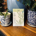 Thyme English Organic