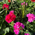 12” Premium Geranium & Sunpatiens Patio Pot