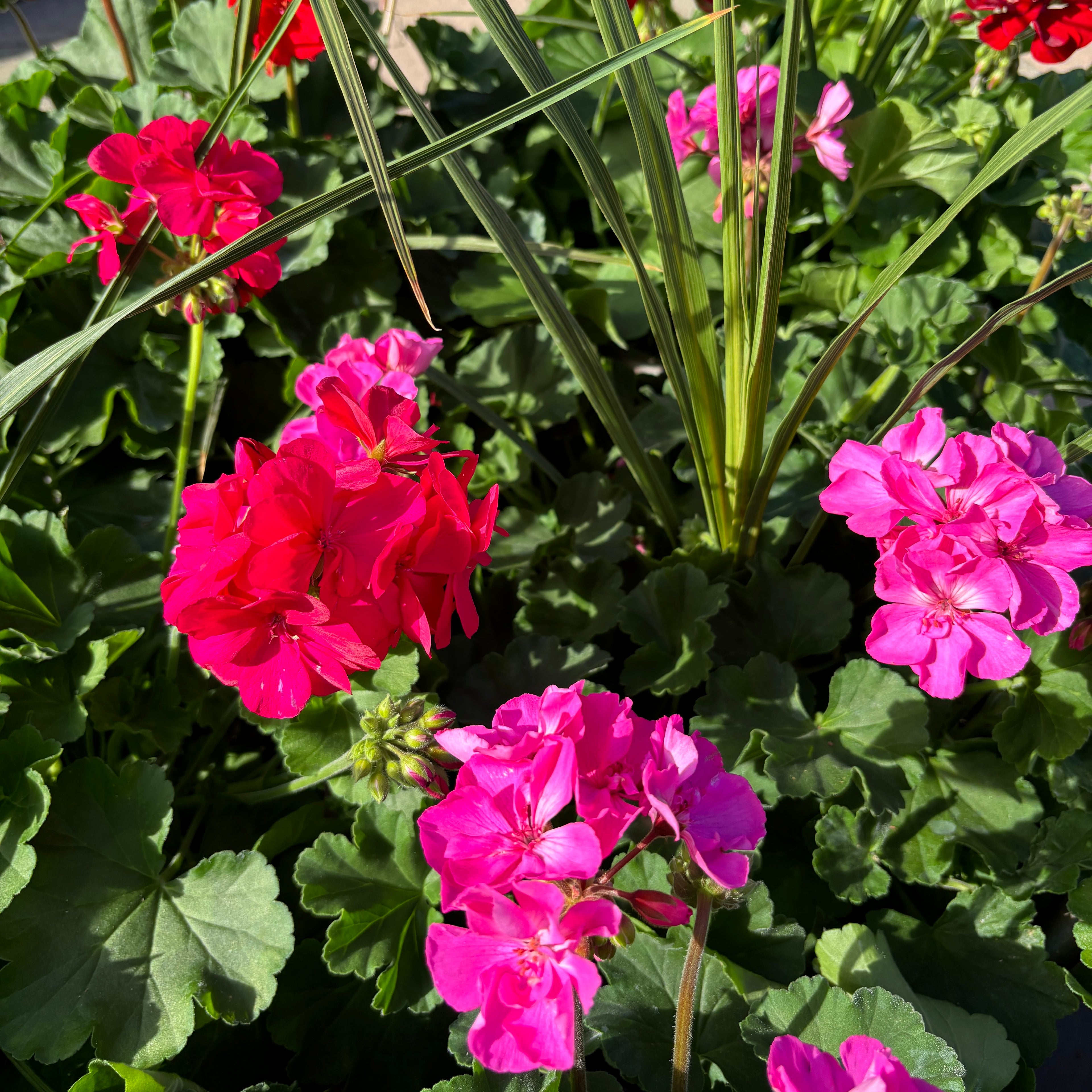 12” Premium Geranium & Sunpatiens Patio Pot