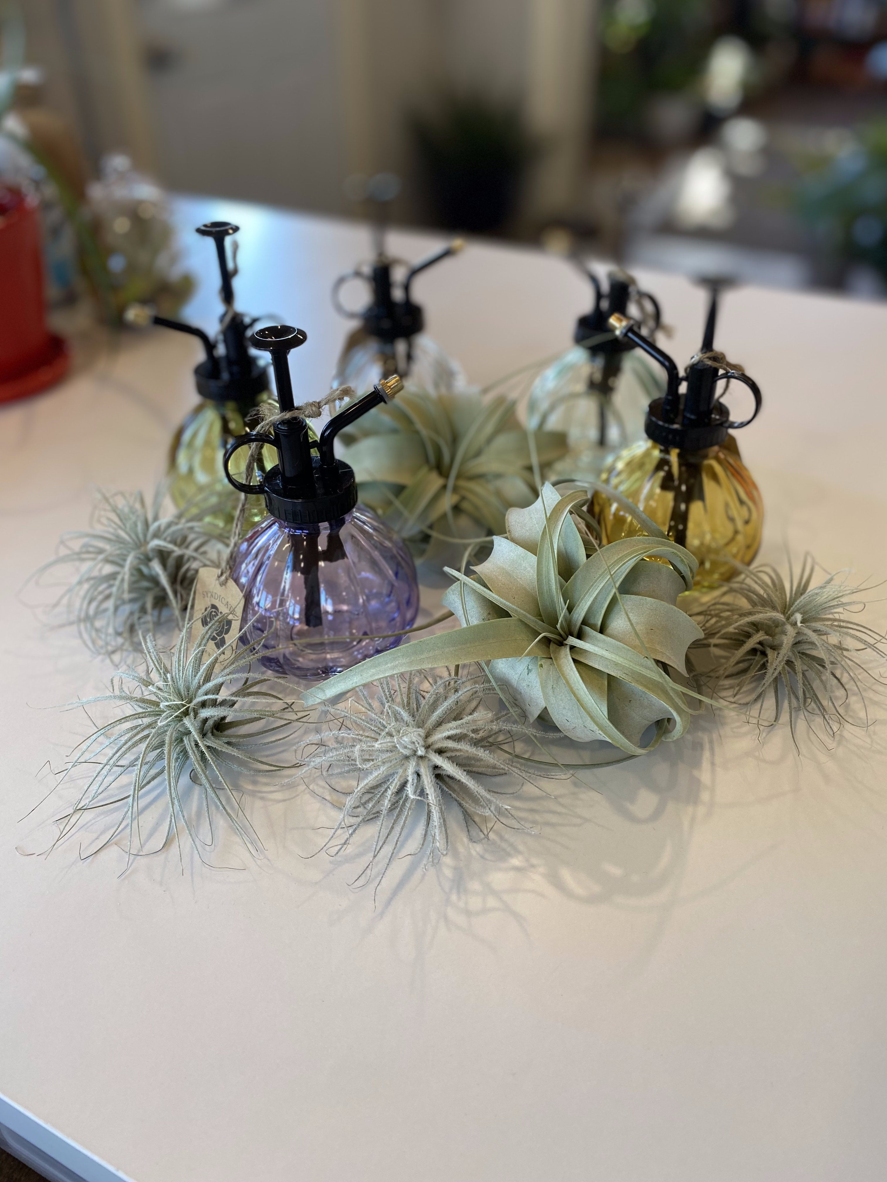 Syndicate Plant Mister Assorted Colors
