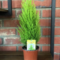 Lemon Cypress