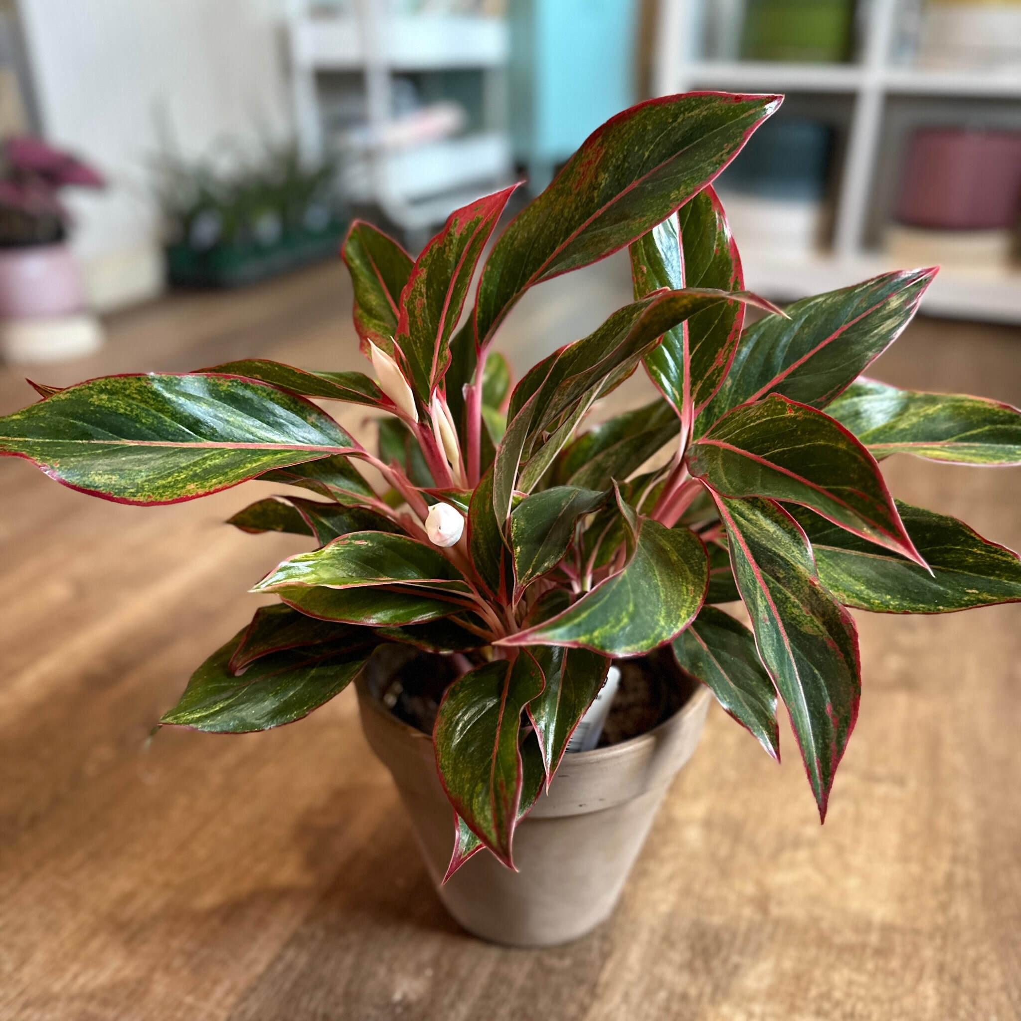 Aglaonema Reds And Pinks - 6"