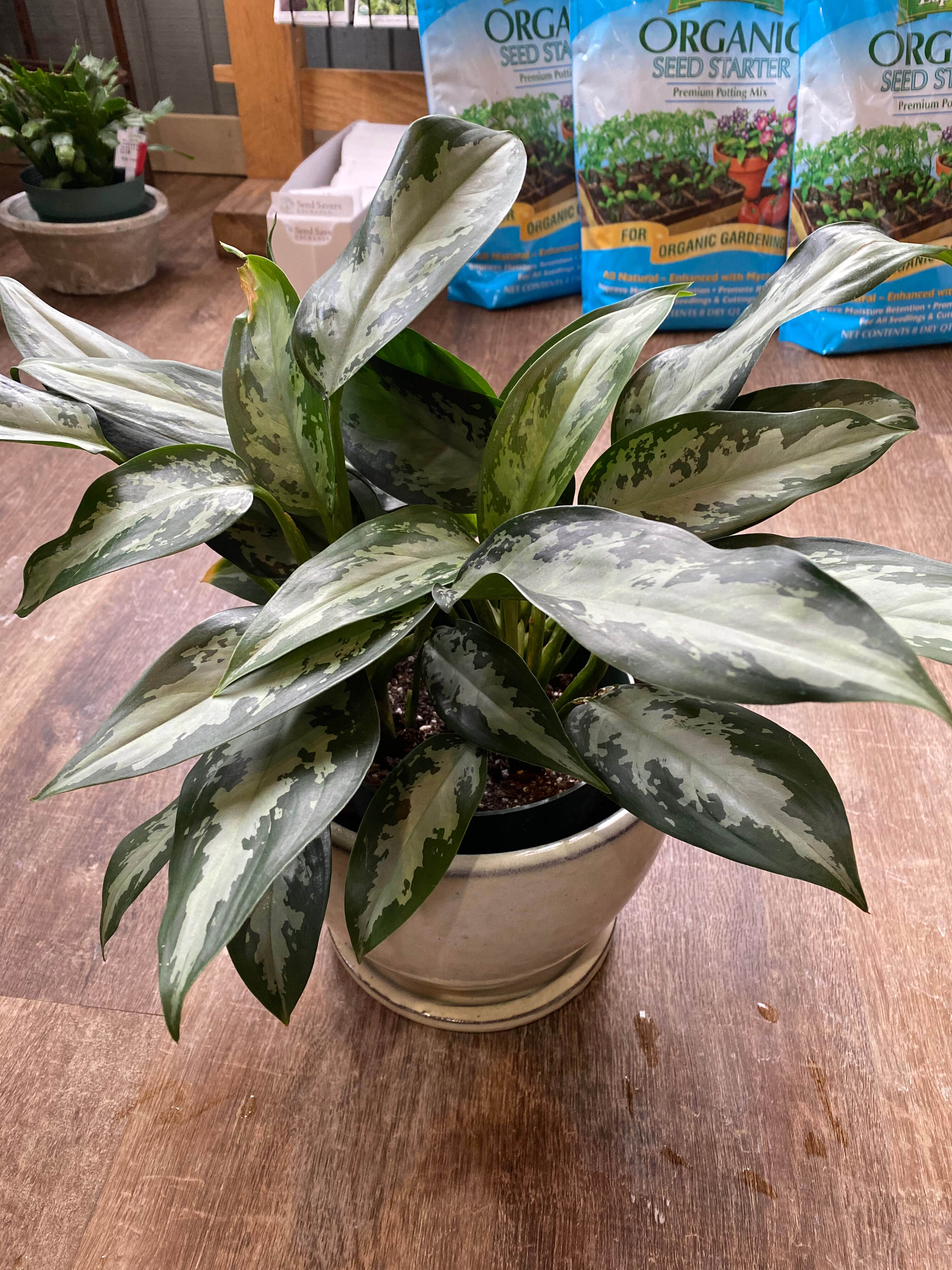 Aglaonema Green & Silver - 4"