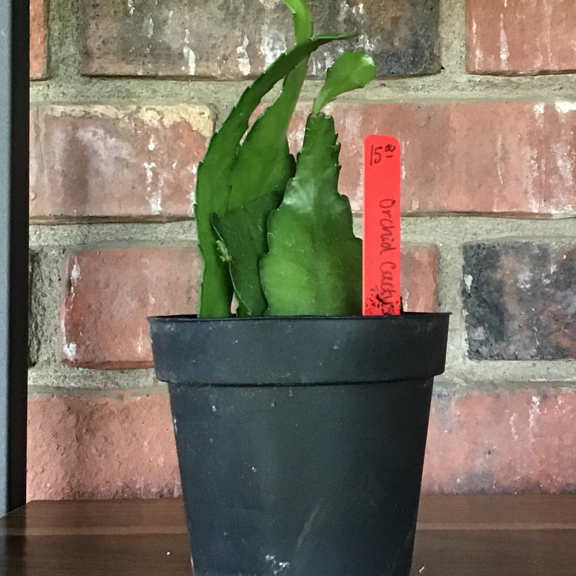 Orchid Cactus