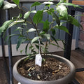 Ficus Benjamina Braid