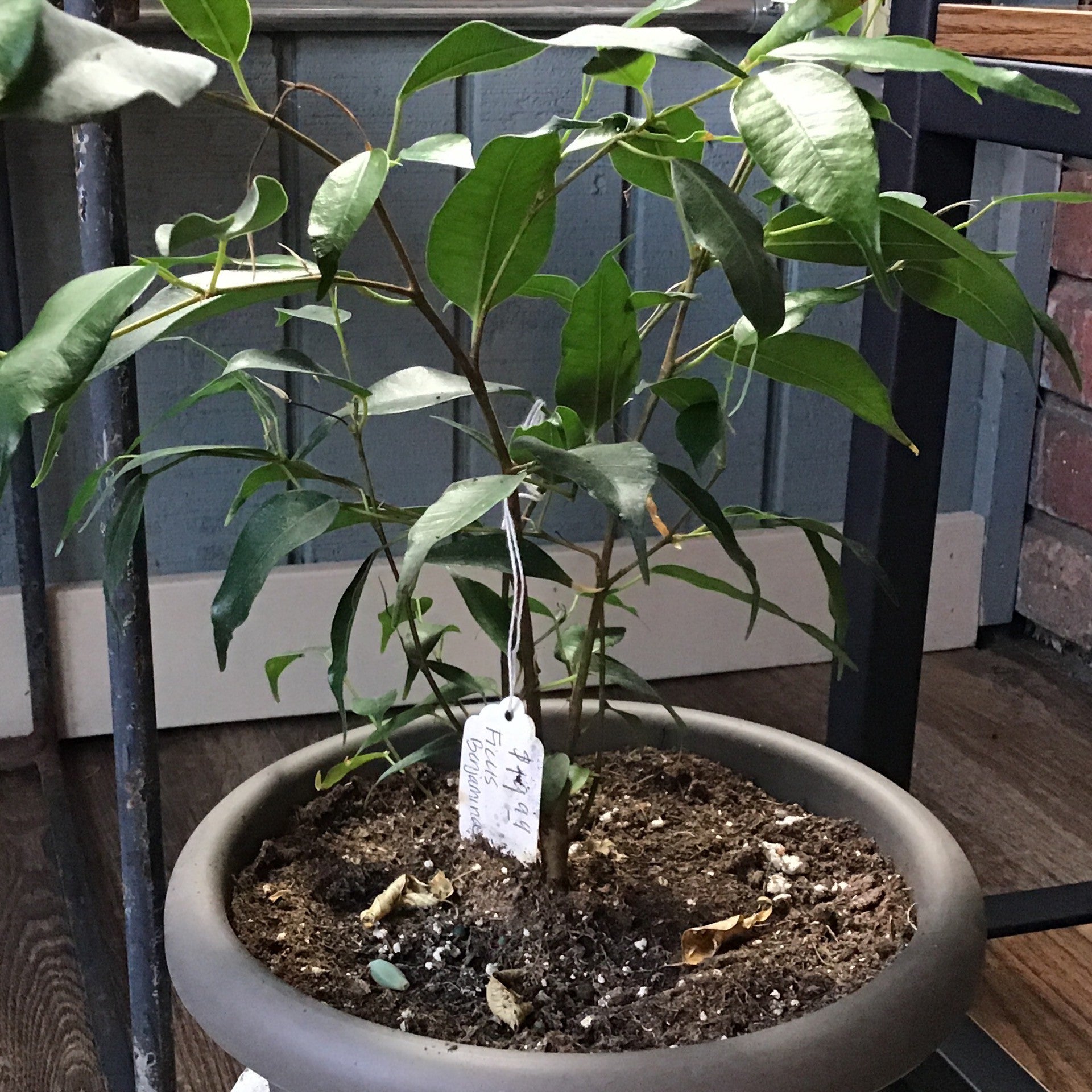 Ficus Benjamina Braid