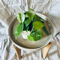 Philodendron Vines - 4" Micans Hanging Basket