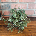 Pilea/Baby's Tears - Hanging Basket