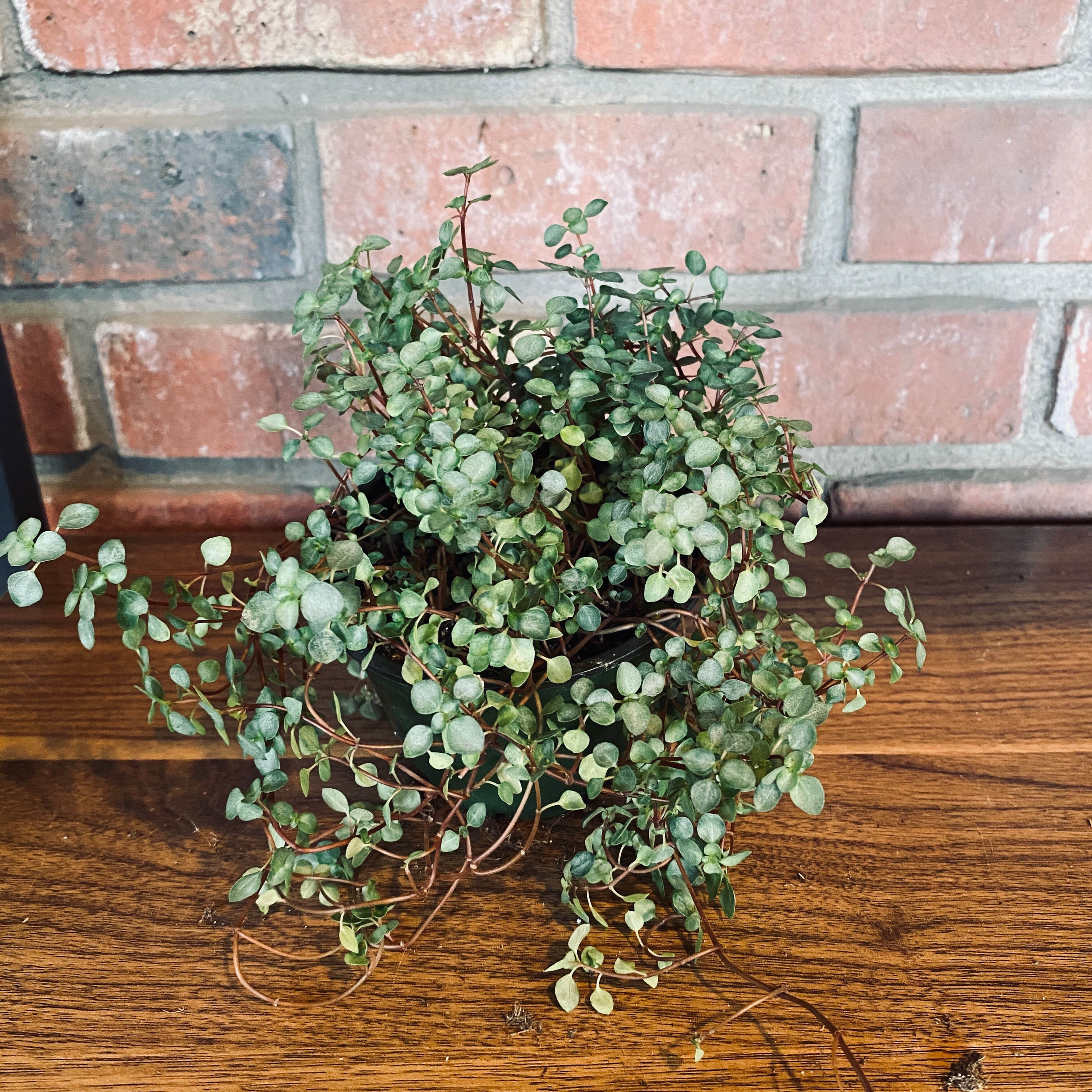 Pilea/Baby's Tears - Hanging Basket