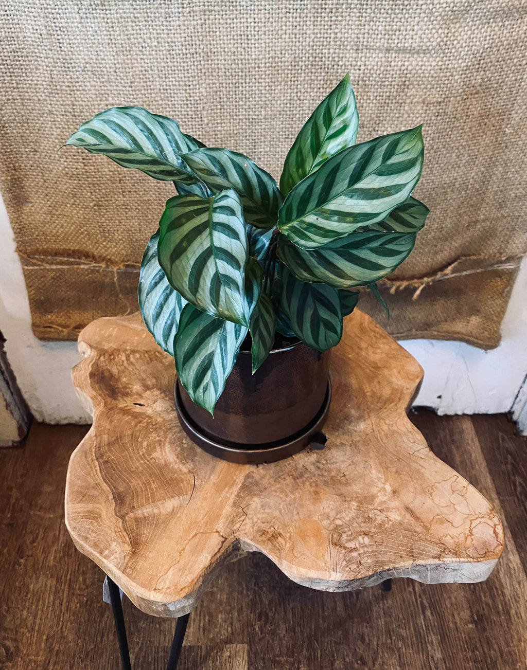 Calathea - 4" Freddie