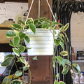 Hoya Hanging Basket - 8" Mixed Variety