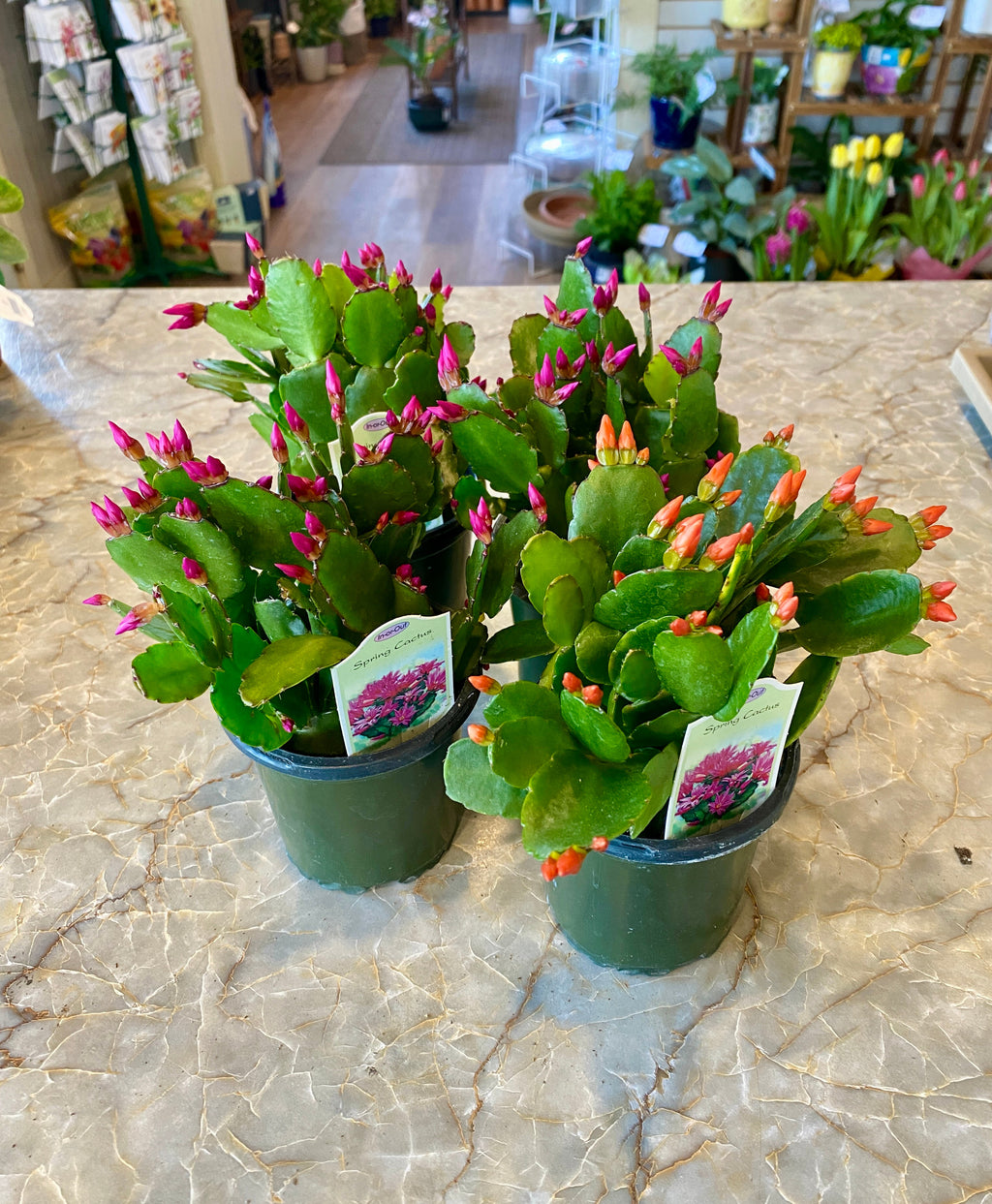 Cactus/Rhipsalidopsis Spring Blooming - 4" Spring Blooming
