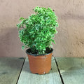 Aralia Ming Mini
