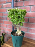 Aralia Ming 6"
