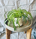 Spider Plant Curly Bonnie - 4"