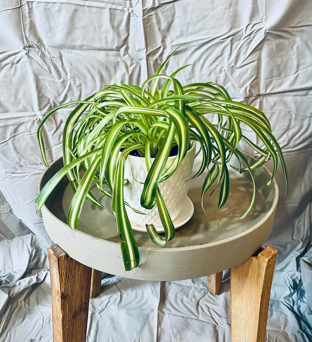 Spider Plant Curly Bonnie - Potted in Blue/Gray Container
