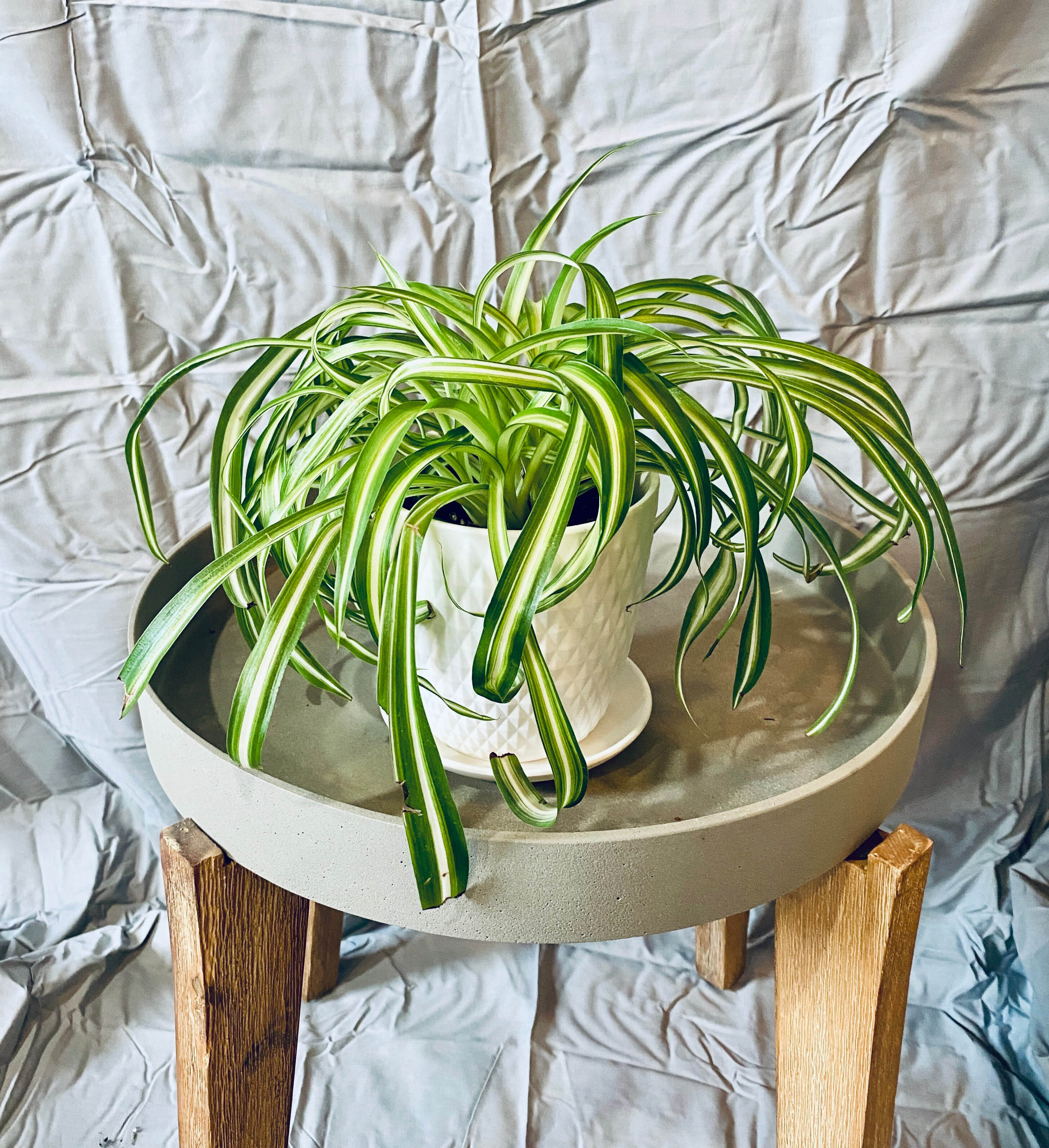 Spider Plant Curly Bonnie - Potted in Blue/Gray Container