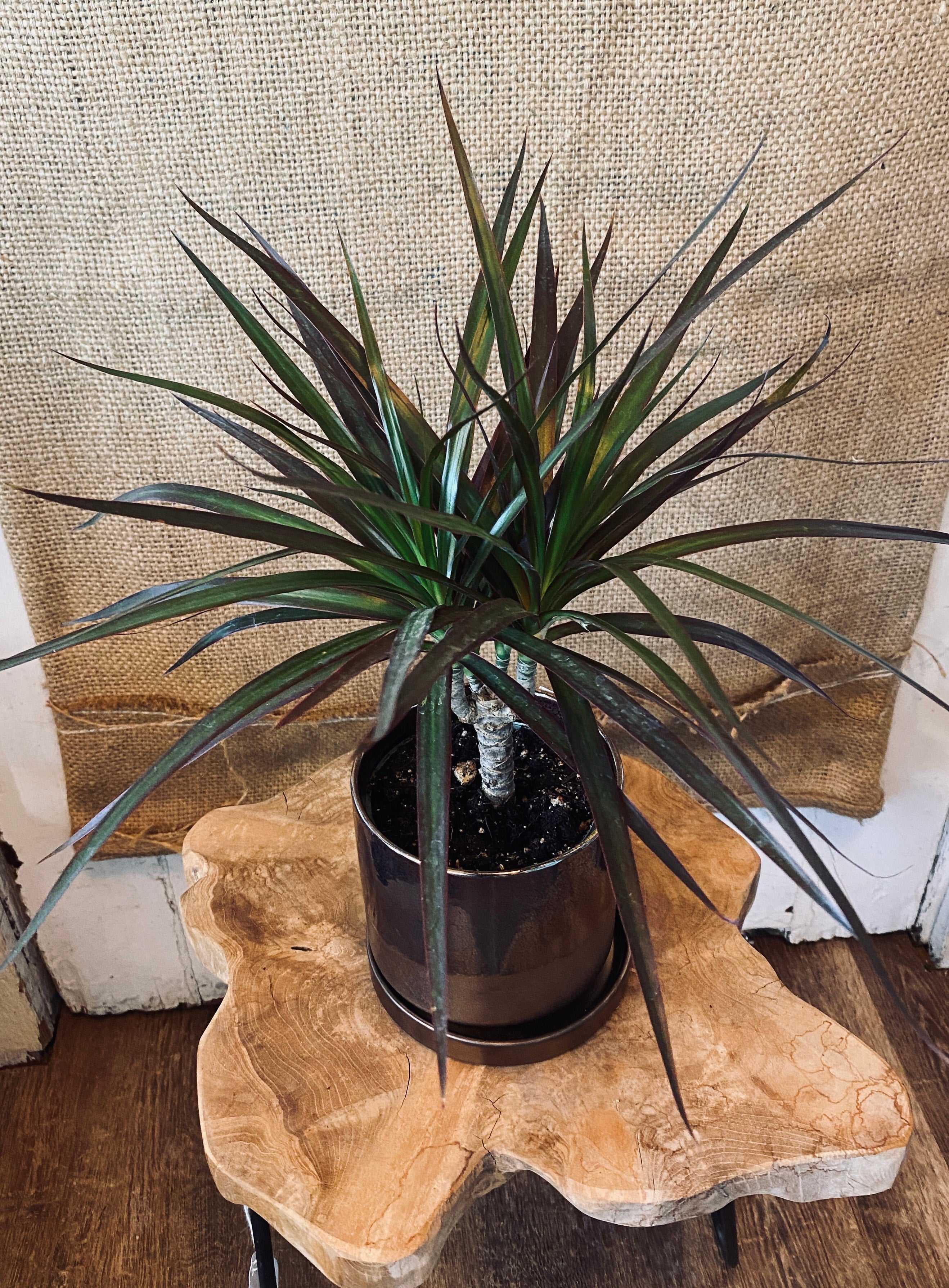 Dracaena Marginata - 4" Marginata Cane