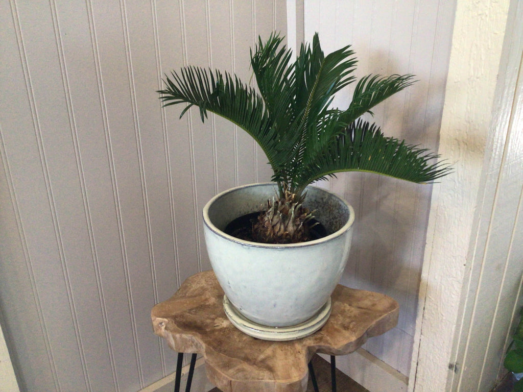 Sago Palm - 6"