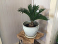 Sago Palm - 4"