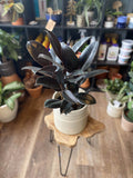 Ficus Elastica/Rubber Plant - 10" Burgundy