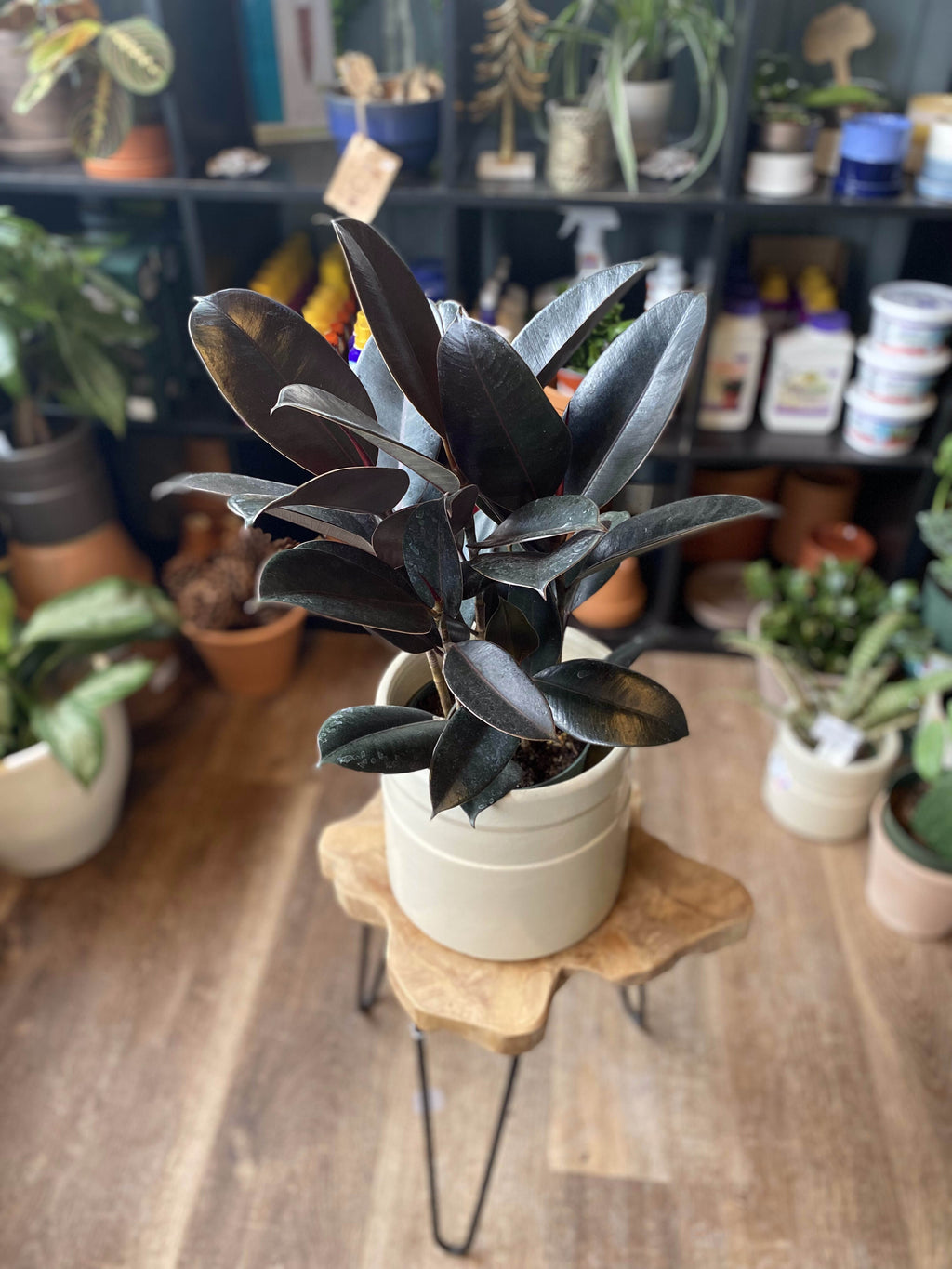 Ficus Elastica/Rubber Plant - 6" Burgundy