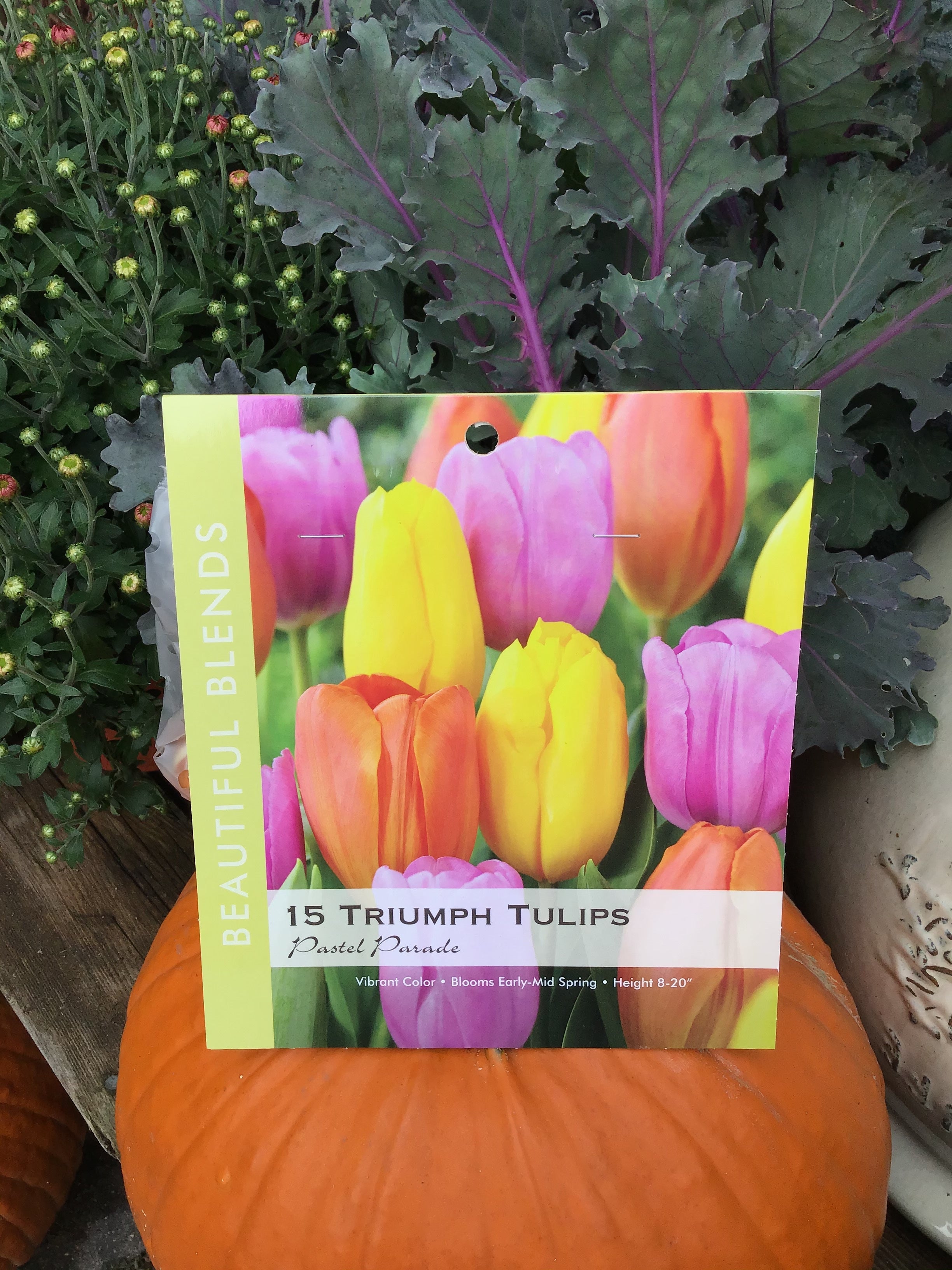 Tulip Bulbs - Tulip Triumph Strong Gold - Mid Spring Bloom Time