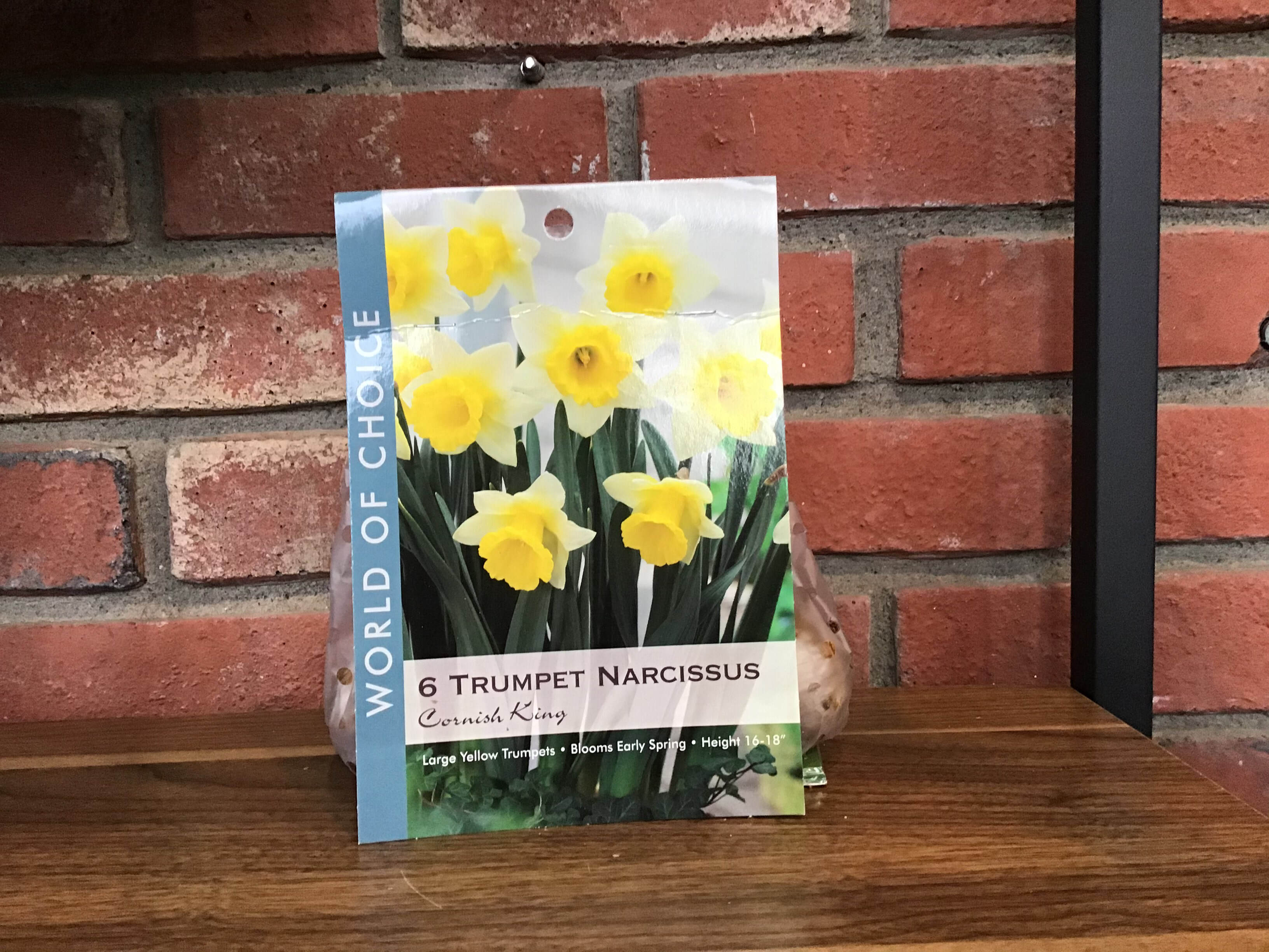 Daffodil/Narcissus Bulbs - Daffodil Moonlight Sensation - Mid Spring