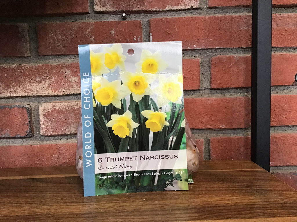 Daffodil/Narcissus Bulbs - Daffodil Tete  Boucle - Early Spring