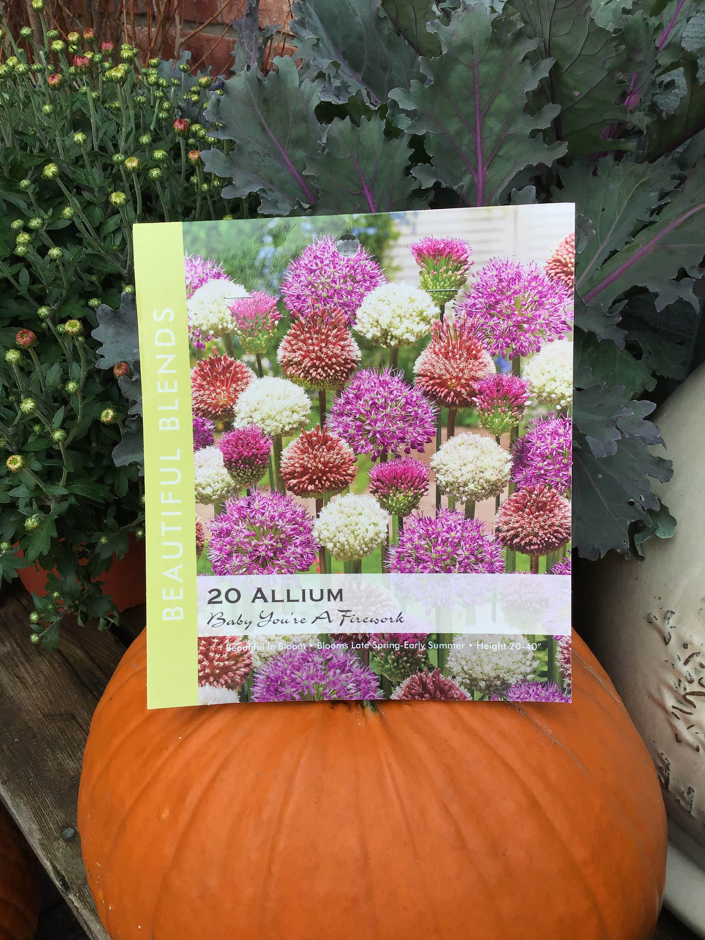 Allium Bulbs - Giganteum