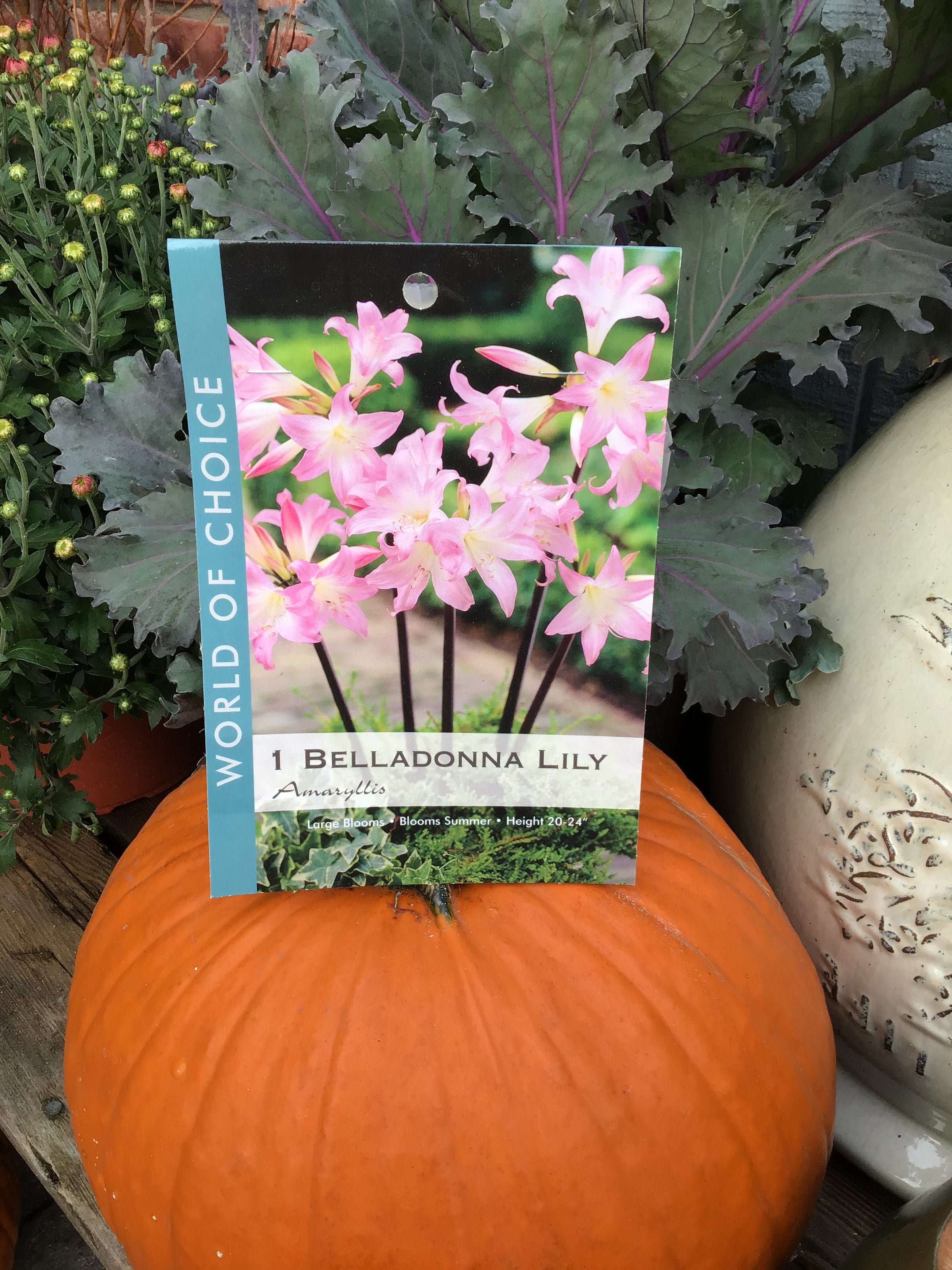 Amaryllis Belladonna Lily Bulbs