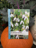 Galanthus Bulbs