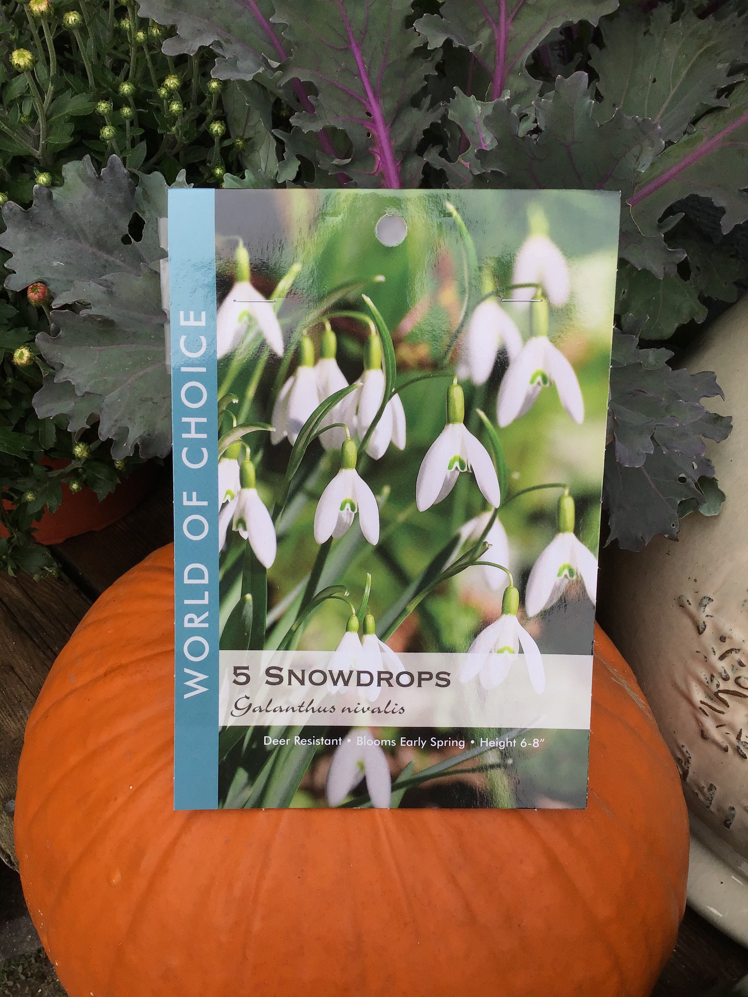 Galanthus Bulbs