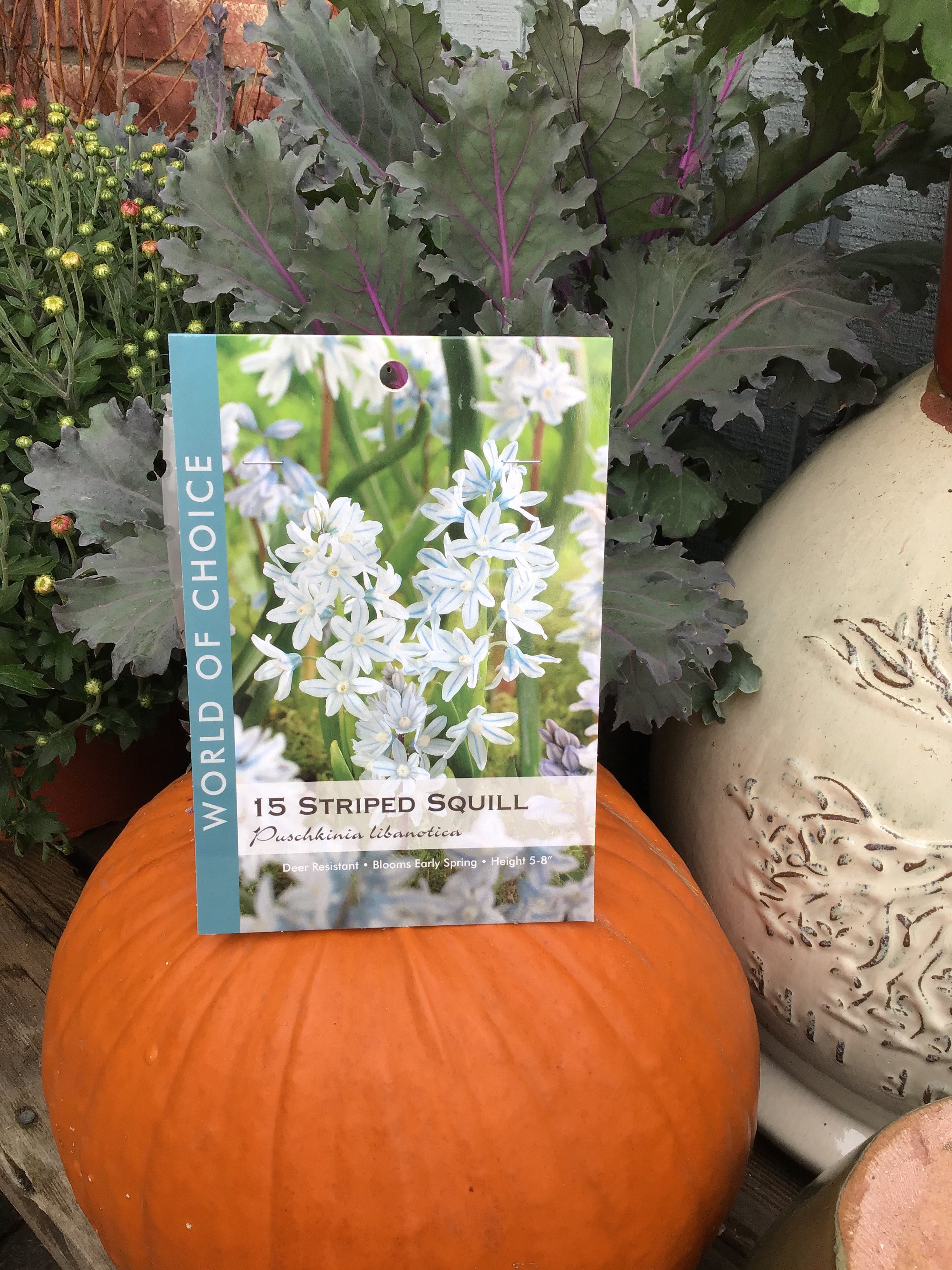 Puschkinia Striped Squill Bulbs