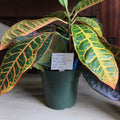 Croton - 8"