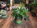 Philodendron Lickety Split
