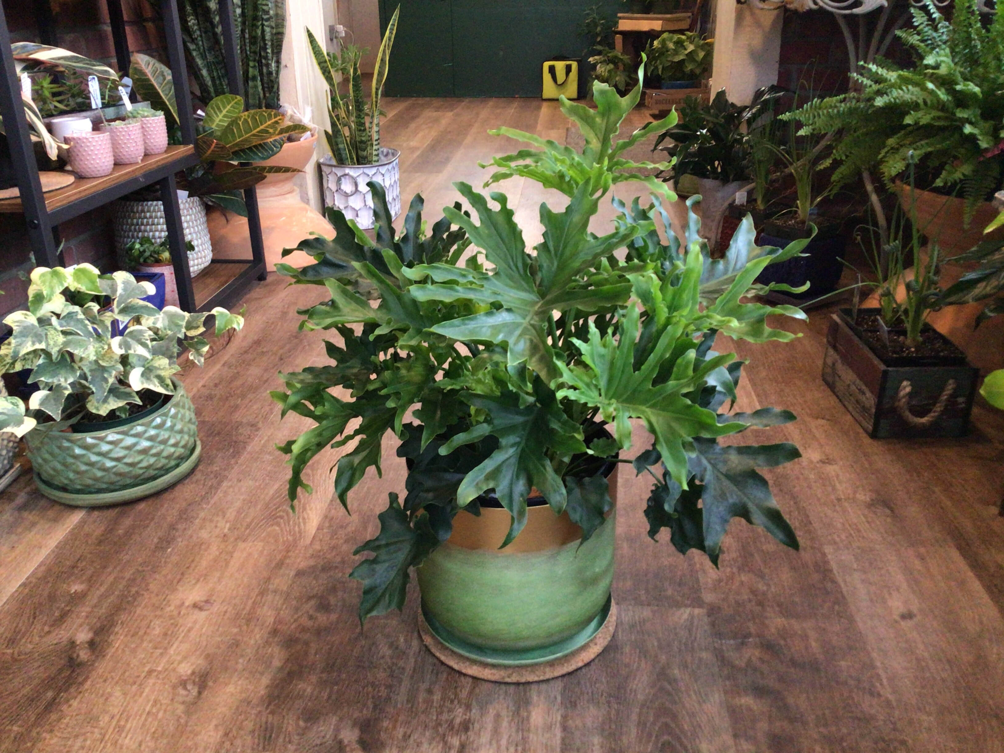Philodendron Lickety Split