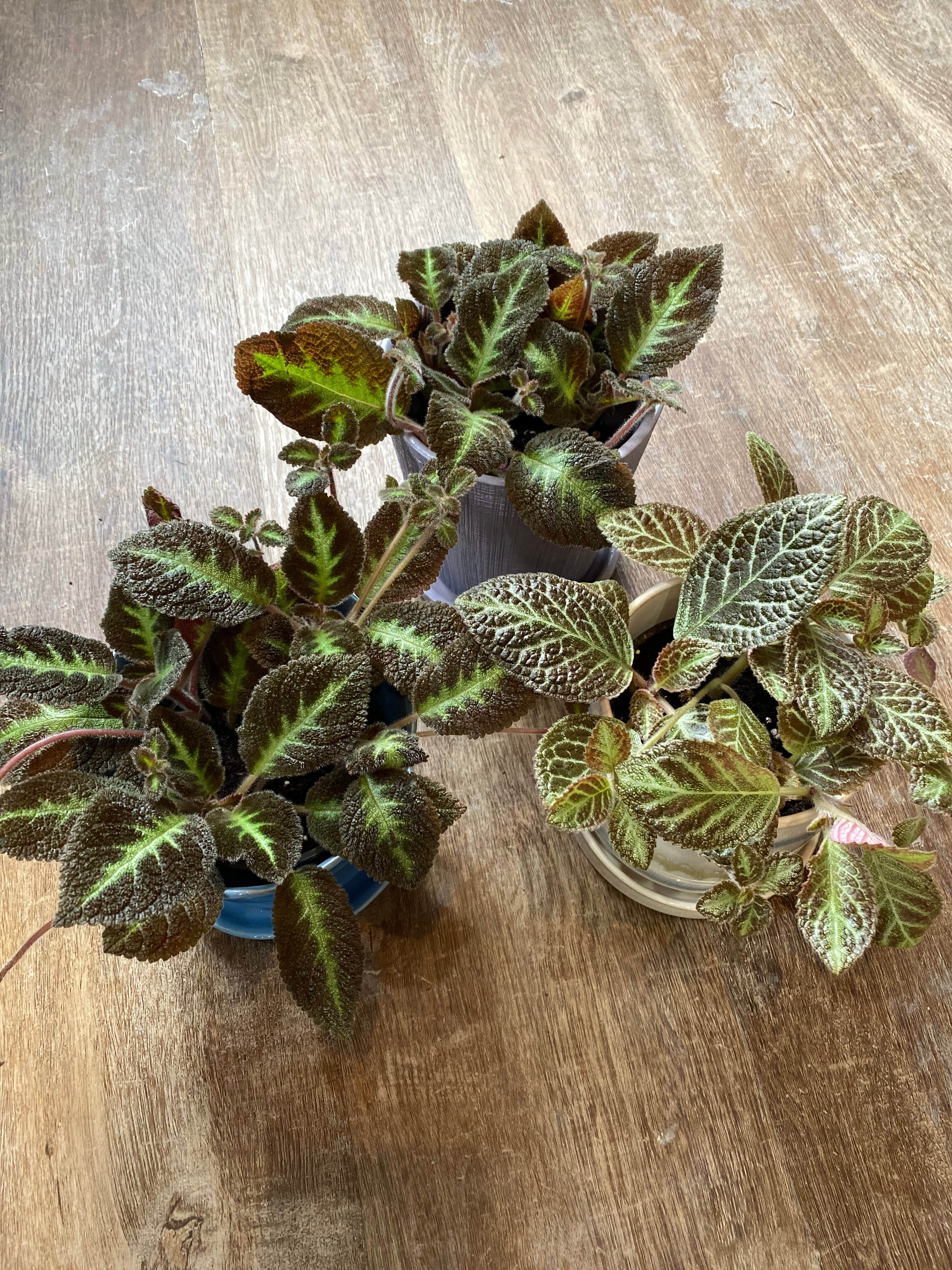 Episcia