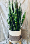 Sansevieria Species 8" - Lauren
