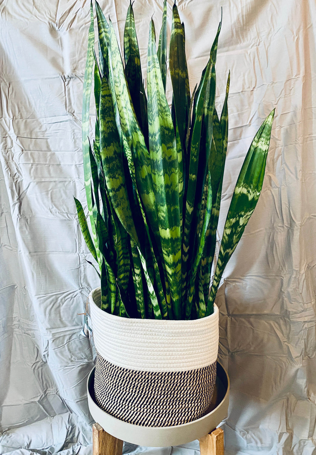 Sansevieria Species 8" - Zeylanica