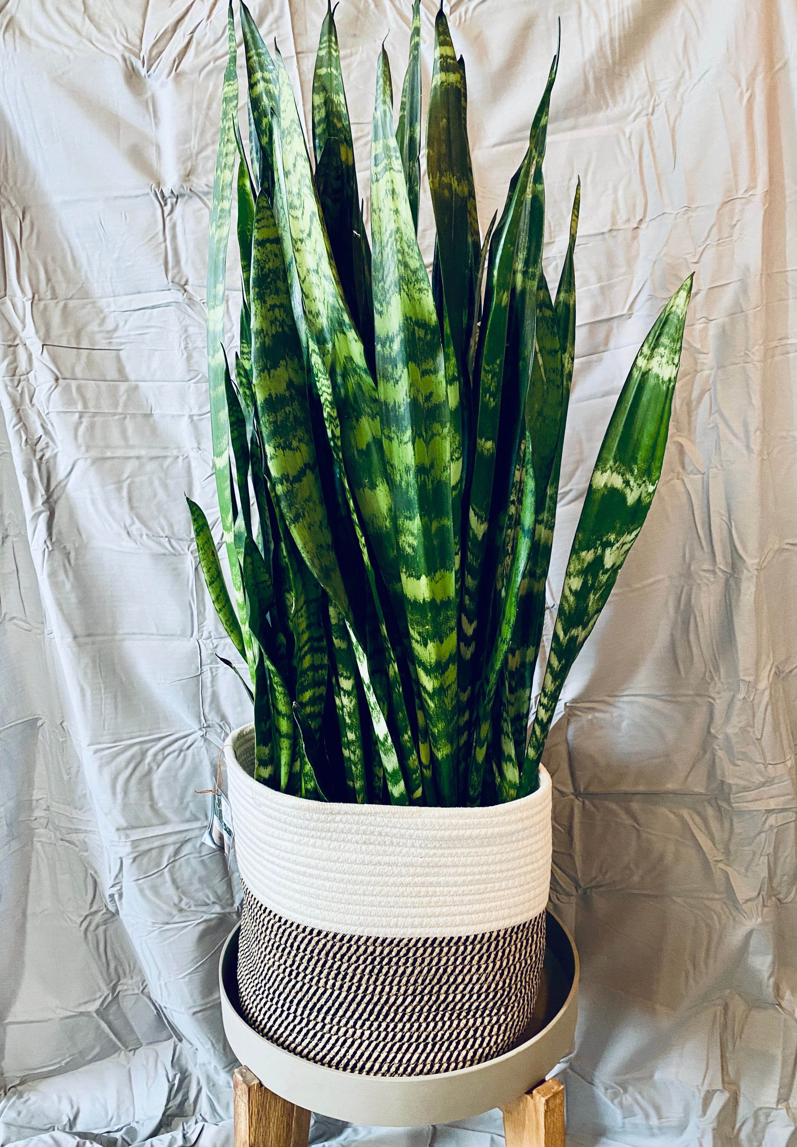 Sansevieria Species 8" - Zeylanica